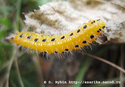 гусеница caterpillar